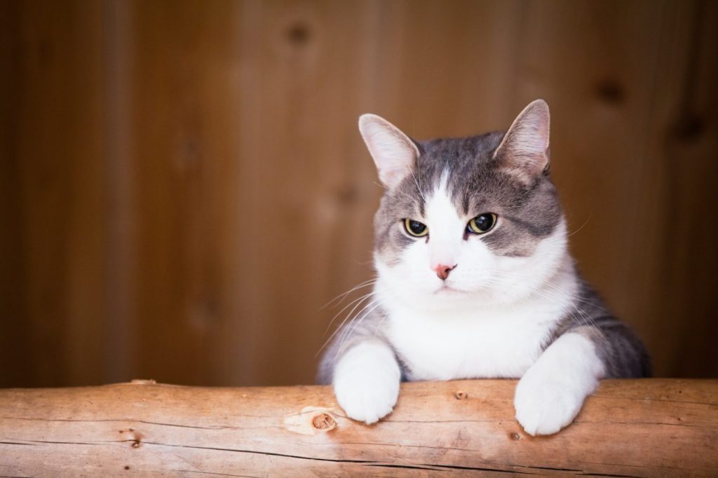 Gatitos y Niños: Cómo Introducir un Nuevo Felino a la Familia de Forma Segura