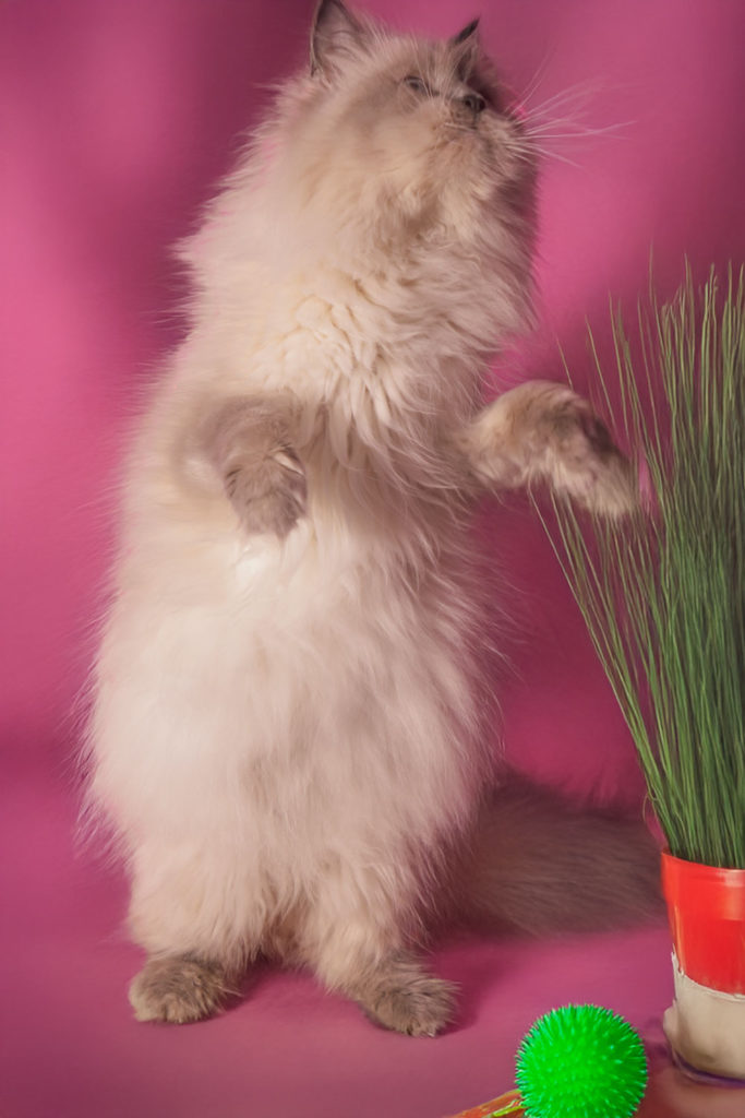 Dieta Saludable para Gatitos: Qué Comer y Qué Evitar en su Primer Año de Vida